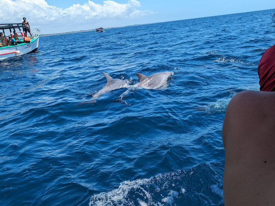 Moha Safari Kenya-瓦塔木必去景点