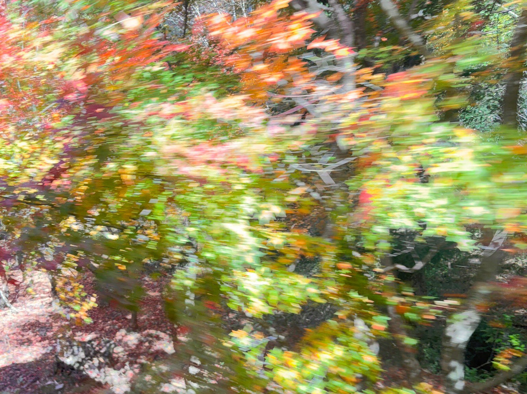 睿山电车红叶隧道-京都市必去景点