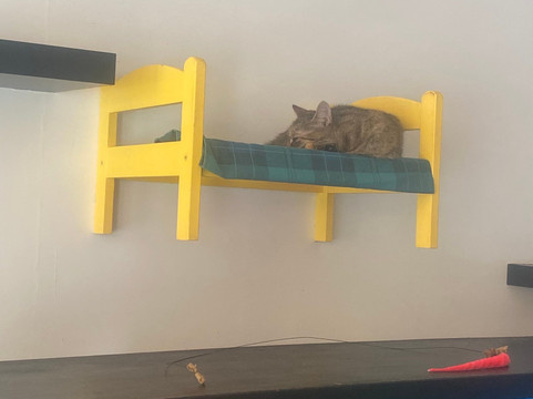 Purr & Pour Cat Cafe-乔治敦必去景点