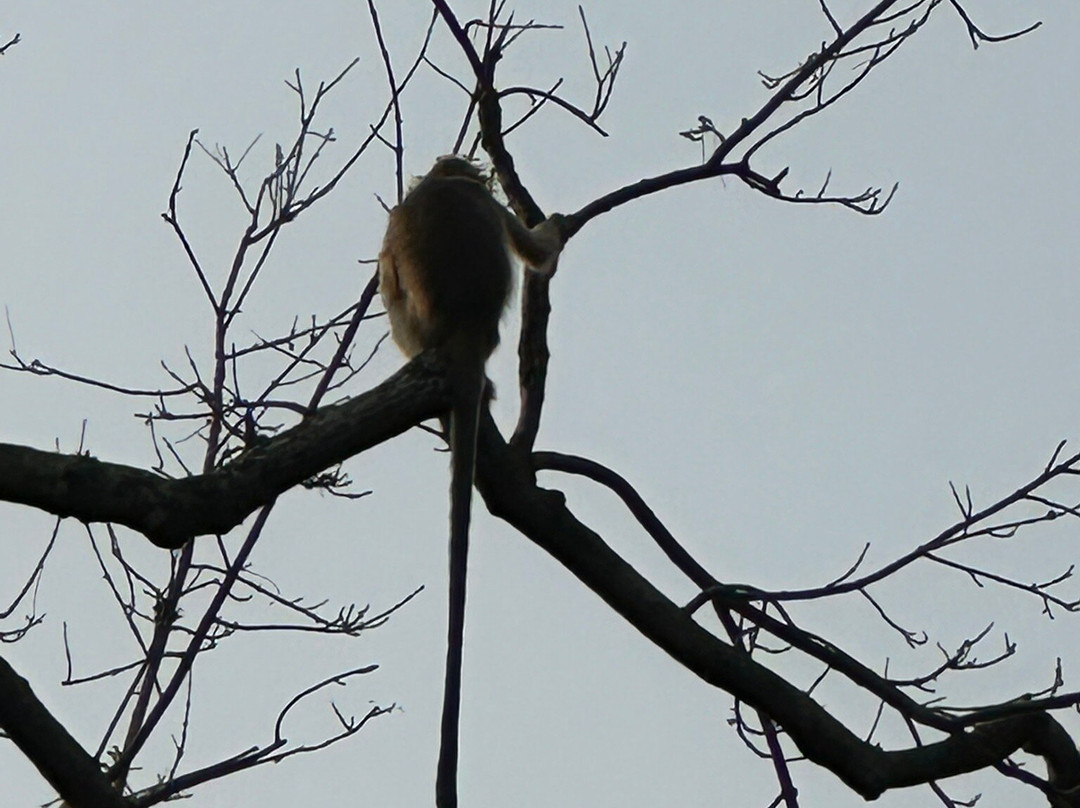 Lawachara National Park景点图片