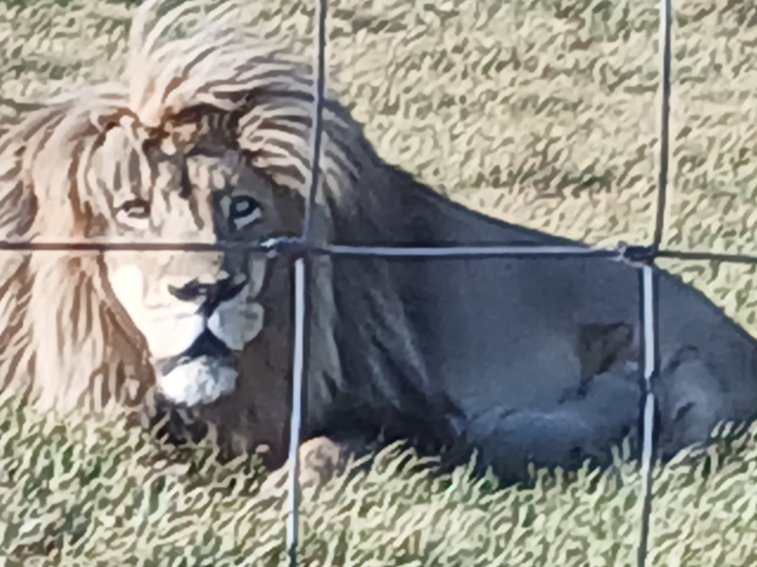 Glen Garriff Lion Conservation Npc-哈利史密斯必去景点