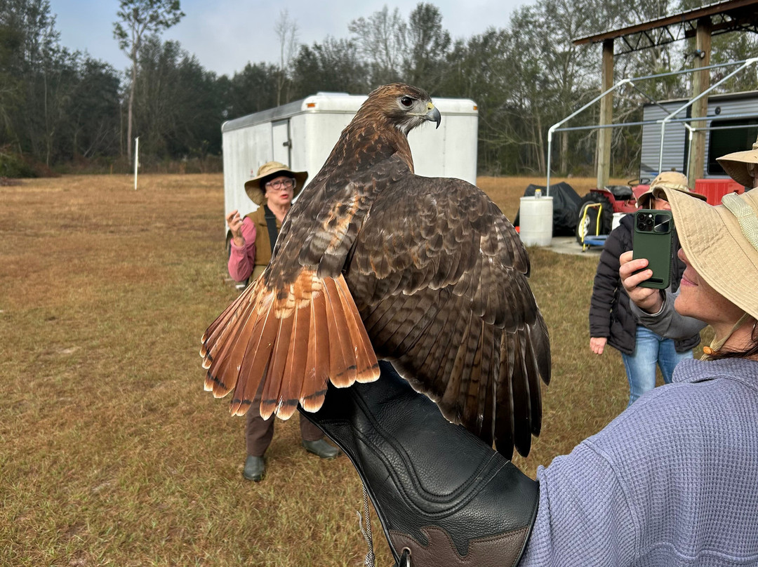 International Falconry Academy-Live Oak必去景点
