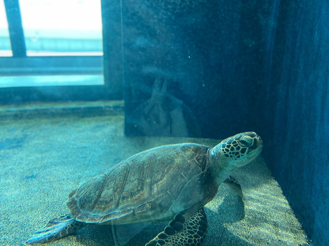Kochi Prefectural Ashizuri Aquarium Satoumi-土佐清水市必去景点