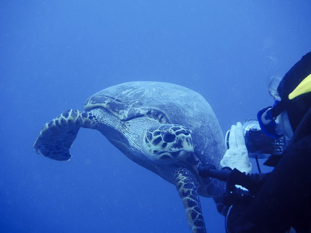 Blue Water Divers-Cockburn Town必去景点