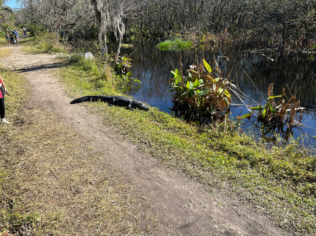 CREW - Bird Rookery Swamp Trails-那不勒斯必去景点