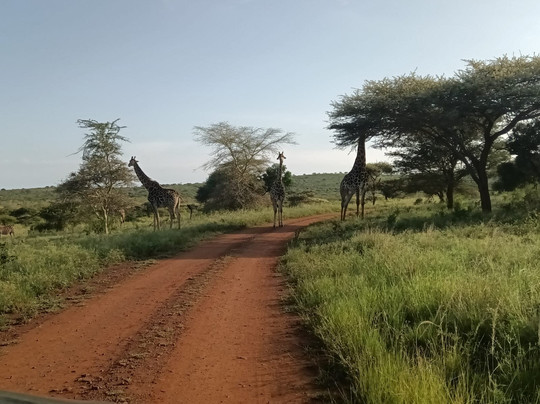 Budget Safaris Durban-德班必去景点
