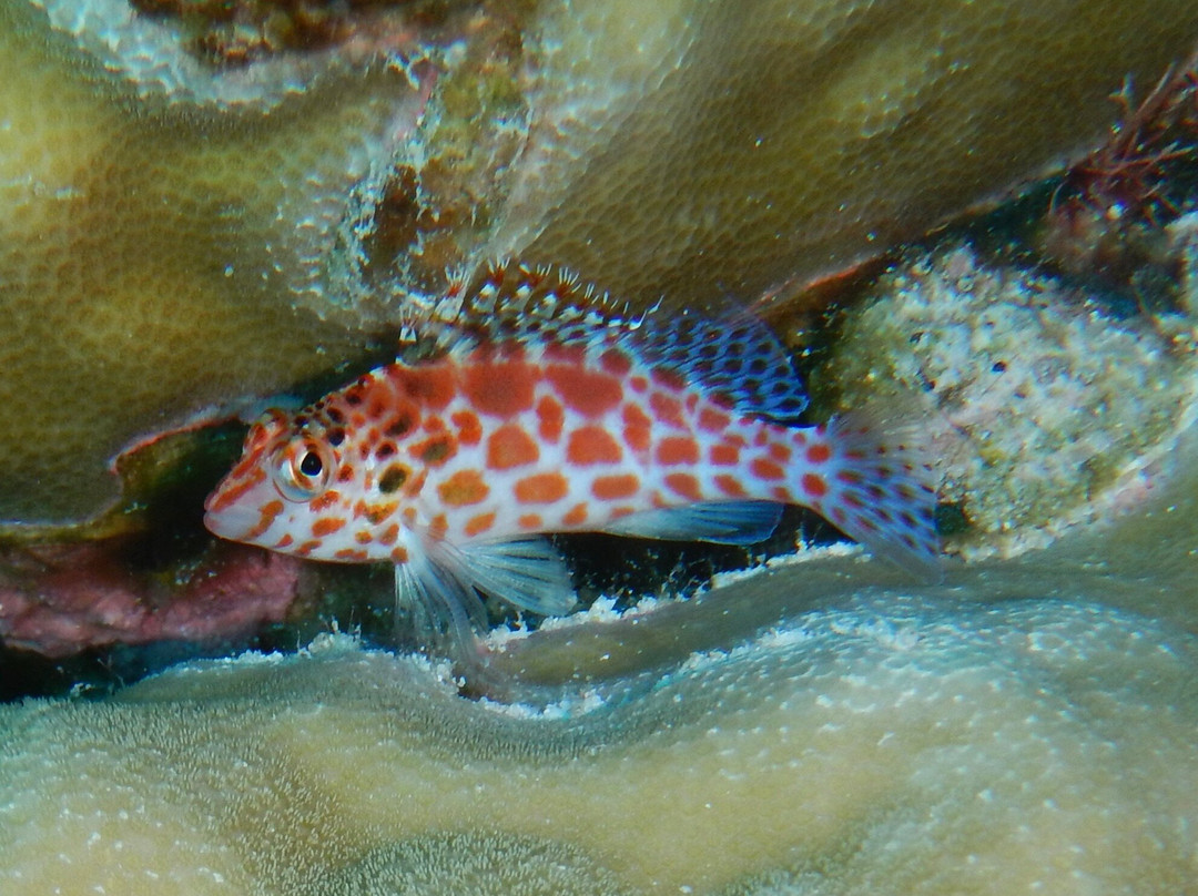 Cocos Dive Day Trips-科科斯（基林）群岛必去景点