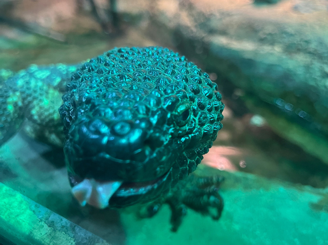 Stare Zoo Poznan-波兹南必去景点