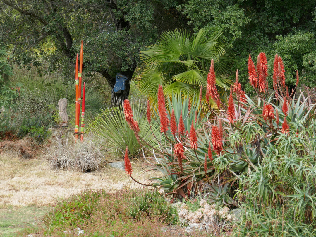 沃森维尔旅游景点-Sierra Azul Nursery & Garden