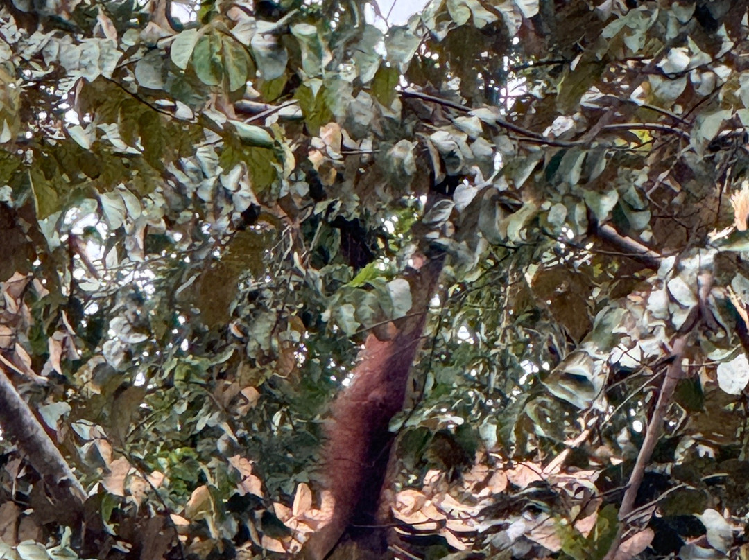 Deramakot Forest Reserve-山打根必去景点