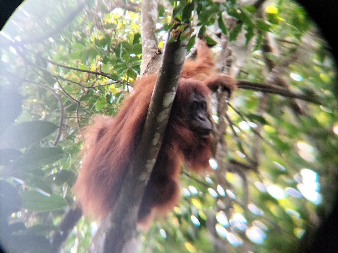 Jungle Immersion Bukit Lawang-武吉拉旺必去景点
