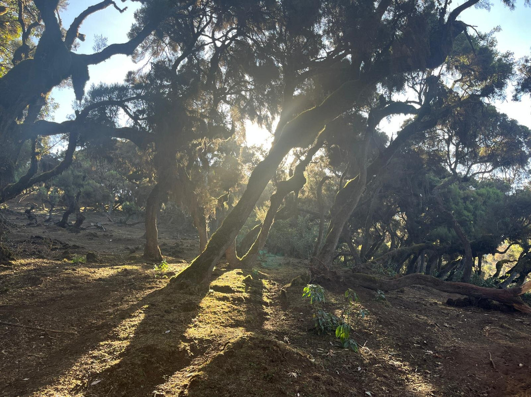 Bale Trek Ethiopia Tours景点图片