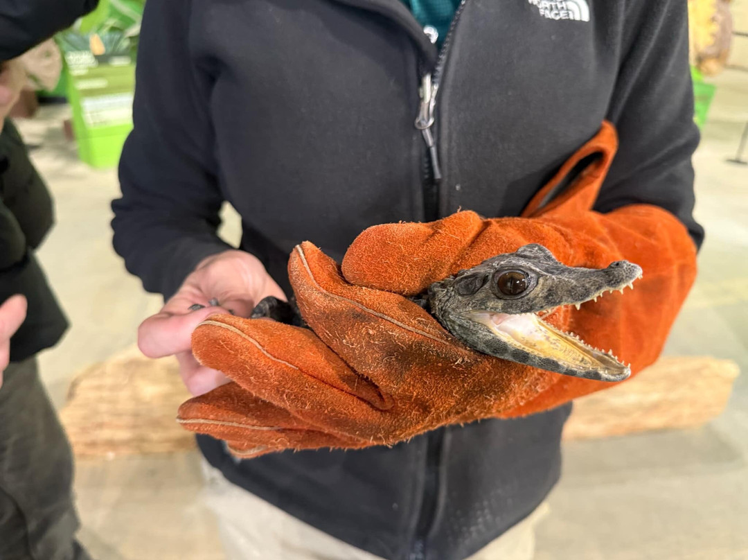 Indiana Dinosaur Museum-南本德必去景点