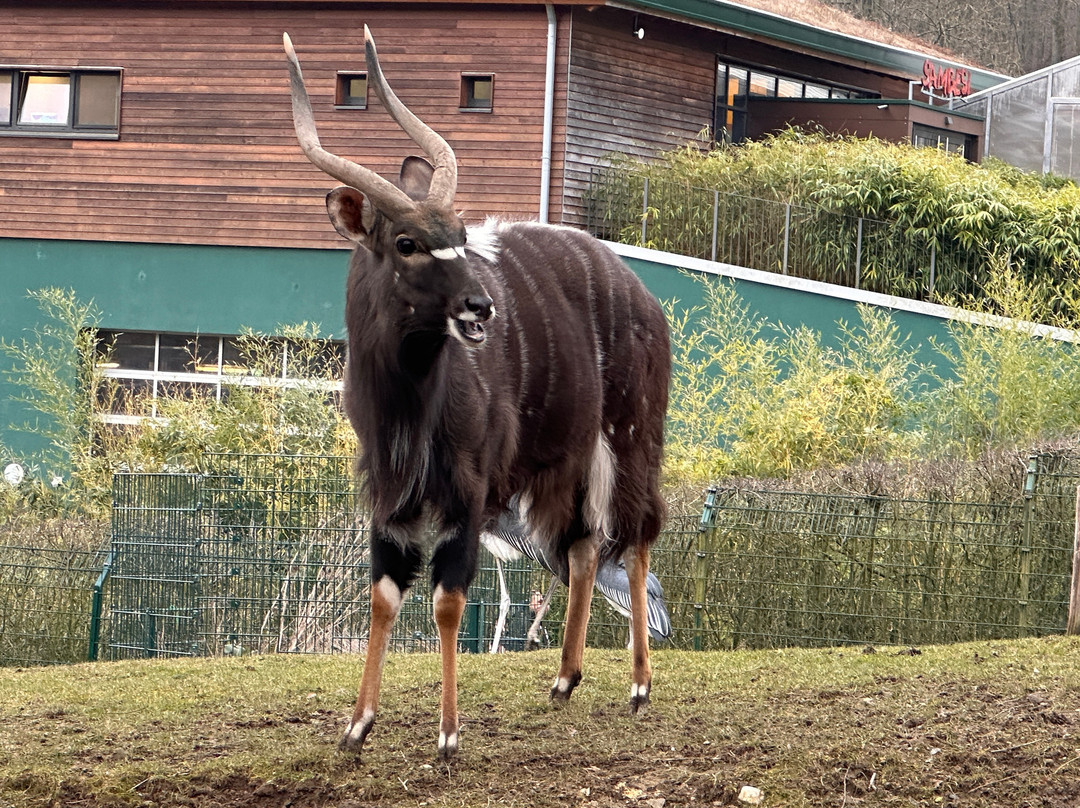 Opel Zoo-陶努斯山区克龙贝格必去景点
