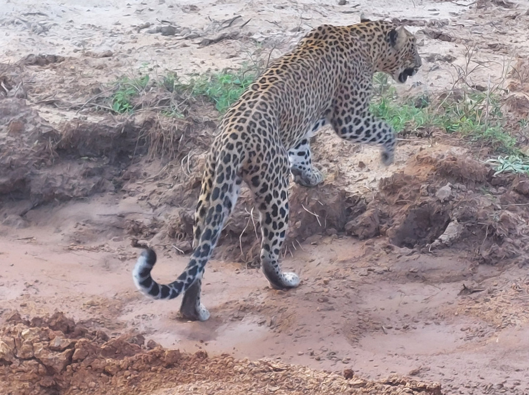 Majestic Safari Yala-蒂瑟默哈拉默必去景点