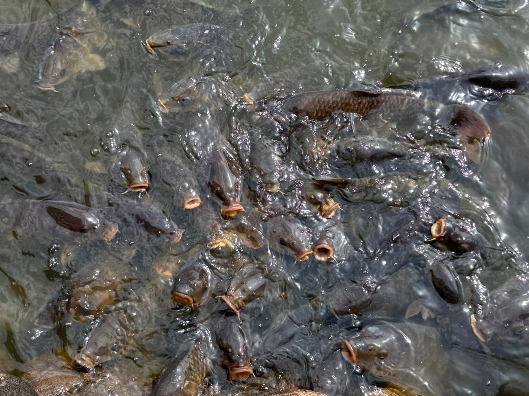 Ose no Kami Pond景点图片