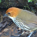 SteveAntpitta