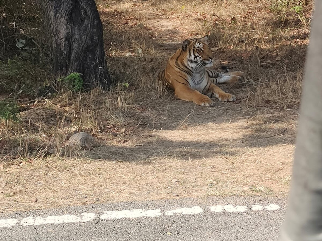 Corbett Safari景点图片