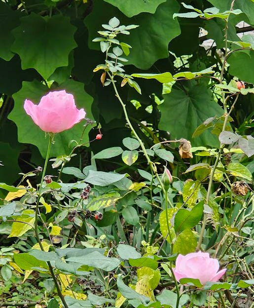 Jardim Da Estrela Park-里斯本必去景点