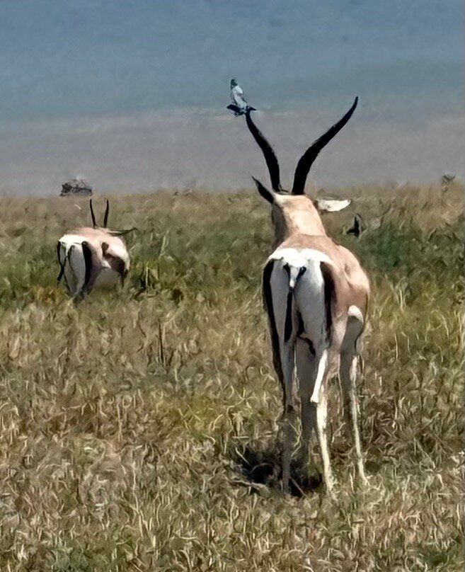 Nature Horizons Tours-纽约市必去景点
