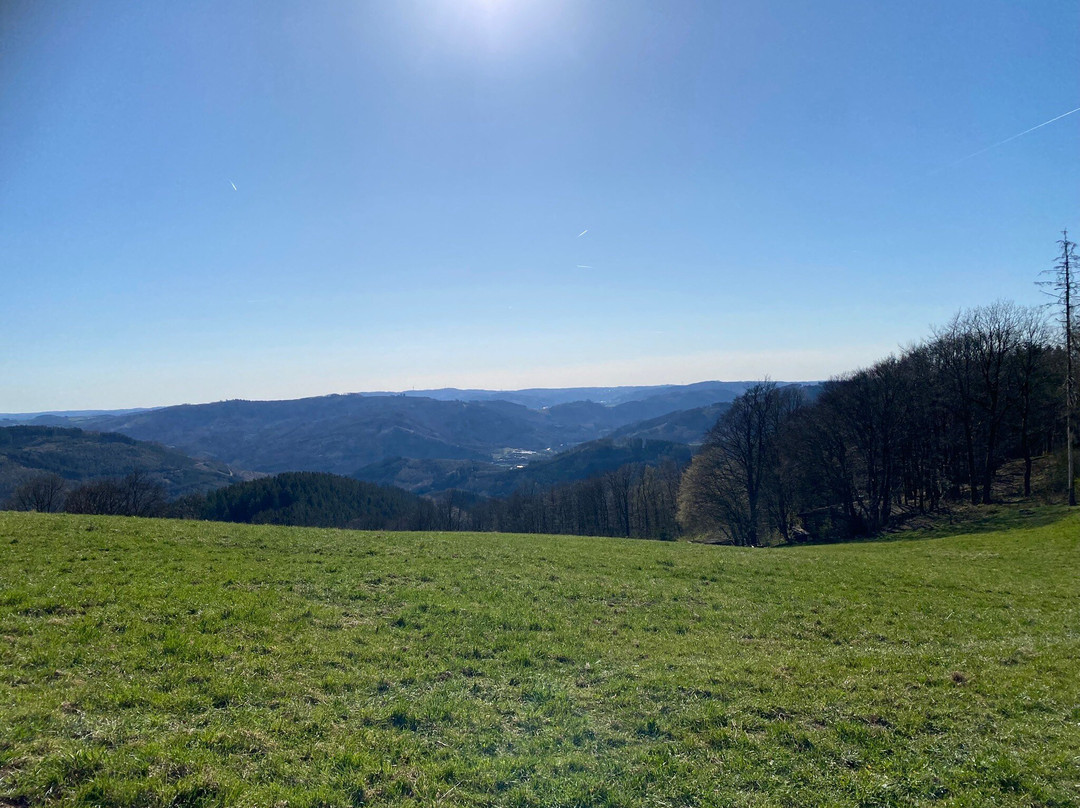 Steinbergs Wildewiese主图