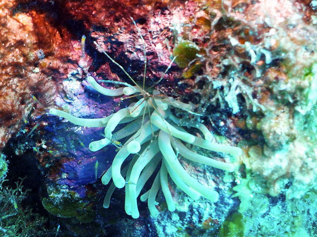 JJ Divers St Thomas-夏洛特阿马利亚必去景点