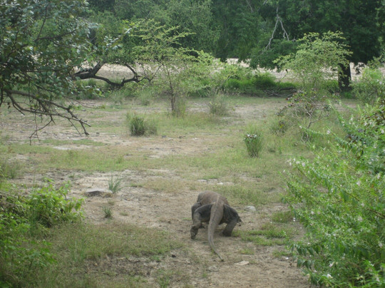Komodopremium.com-科莫多必去景点