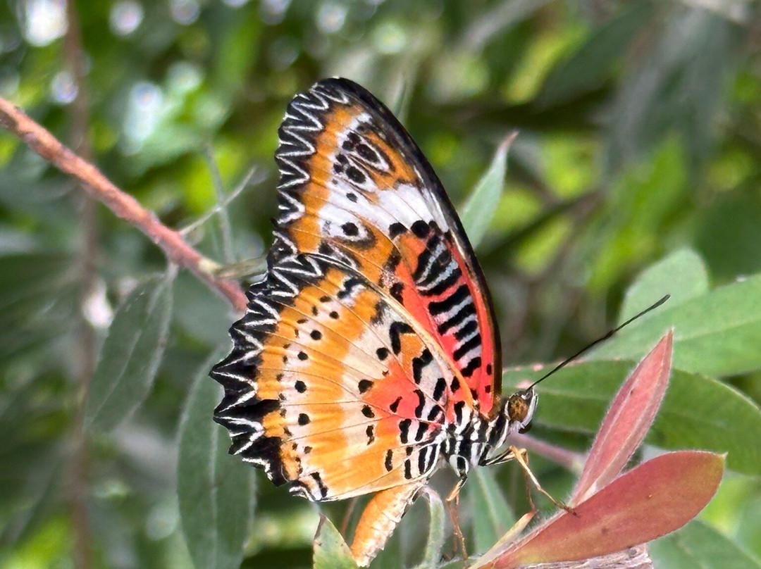 The London Butterfly Gardens景点图片