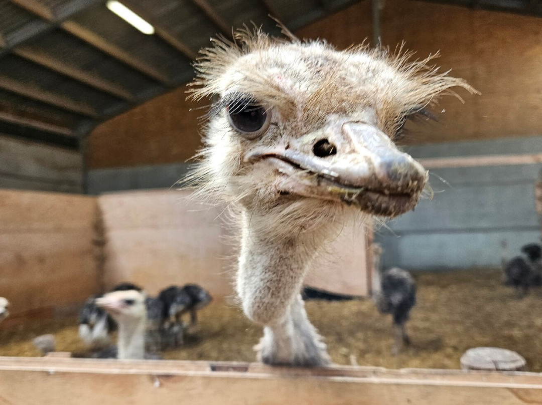 Struisvogelboerderij Monnikenwerve景点图片