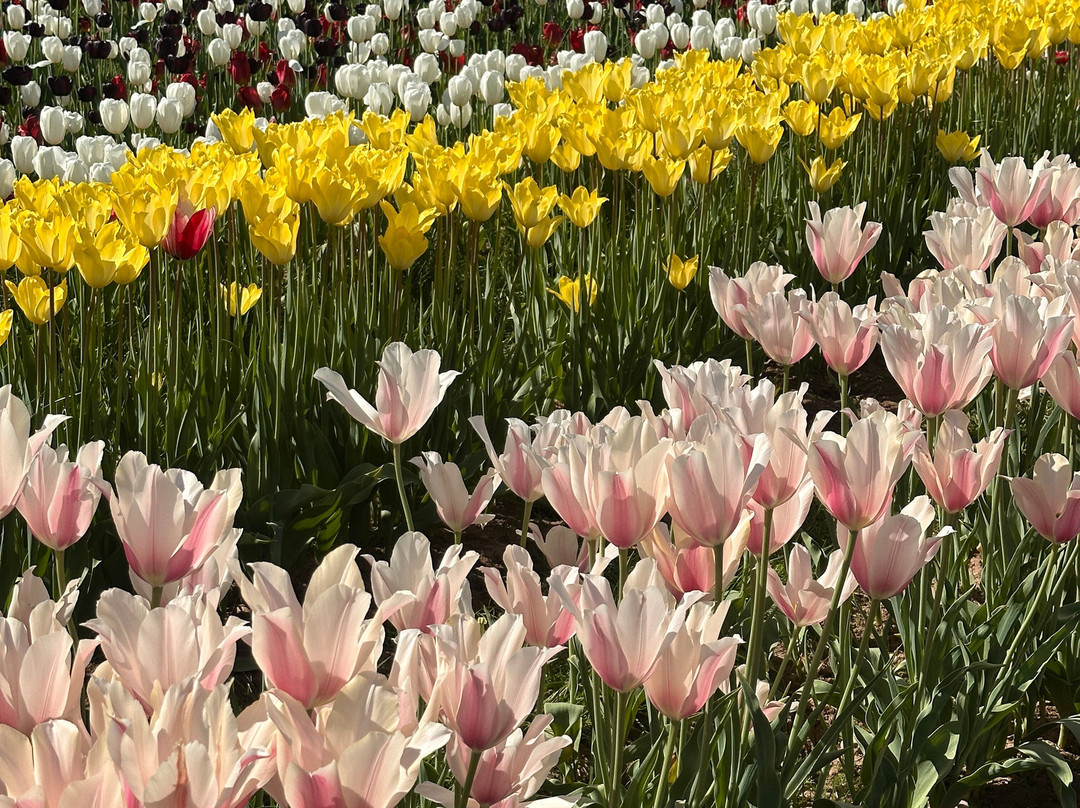 Tulleys Tulip Garden - Warwickshire景点图片
