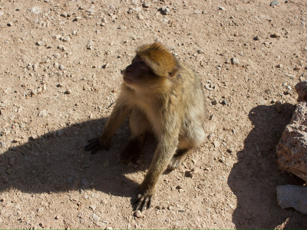 Azrou Cedar Forest-Azrou必去景点
