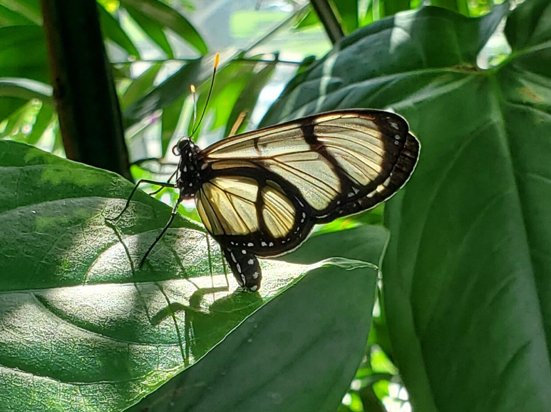 克莱尔蝴蝶中心-休斯顿必去景点