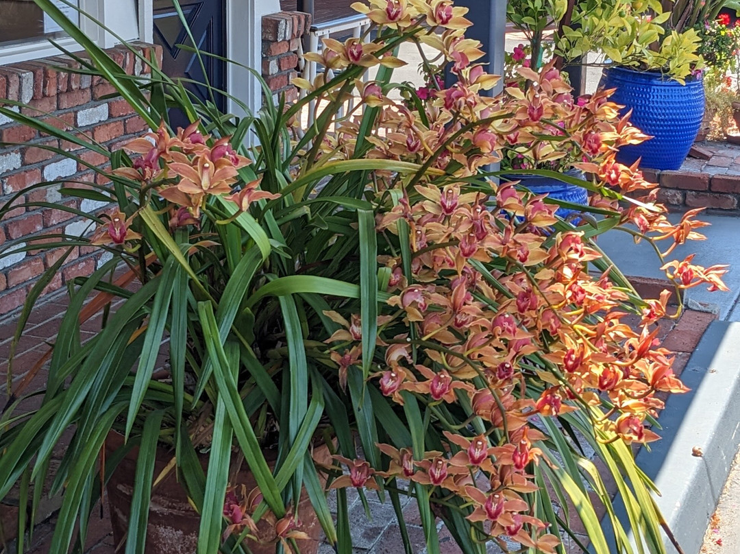 Peach Tree Inn主图