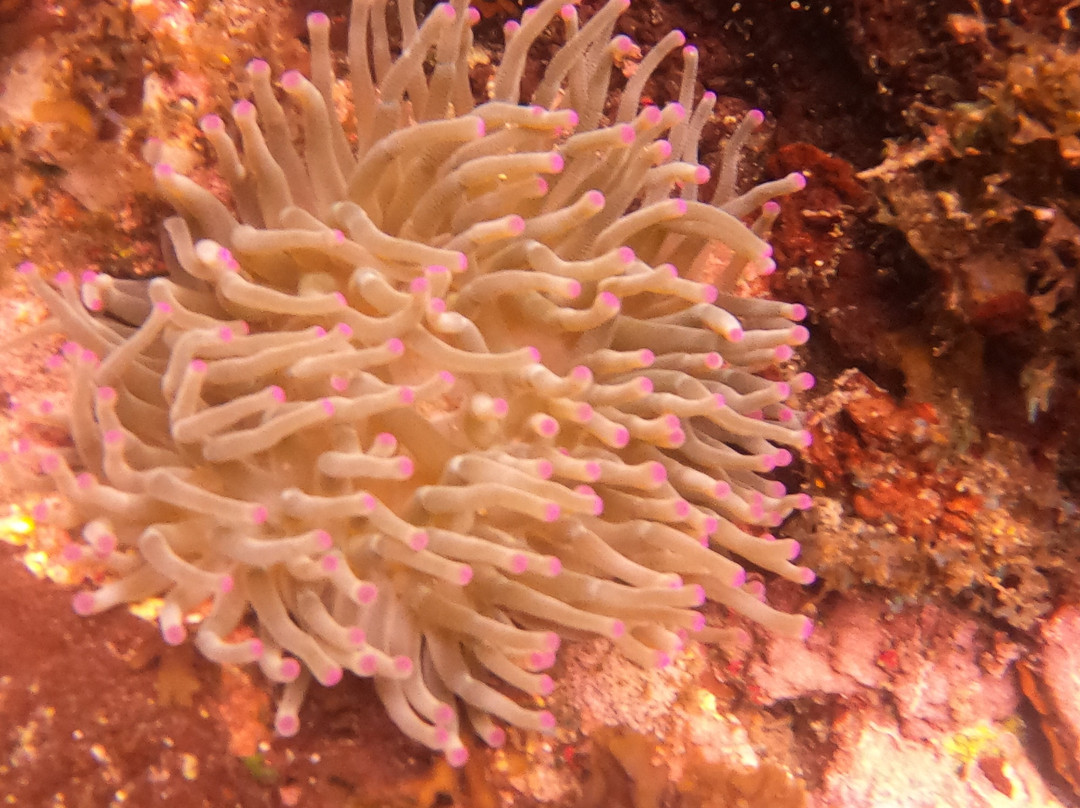 An Dlo-Le Diamant必去景点