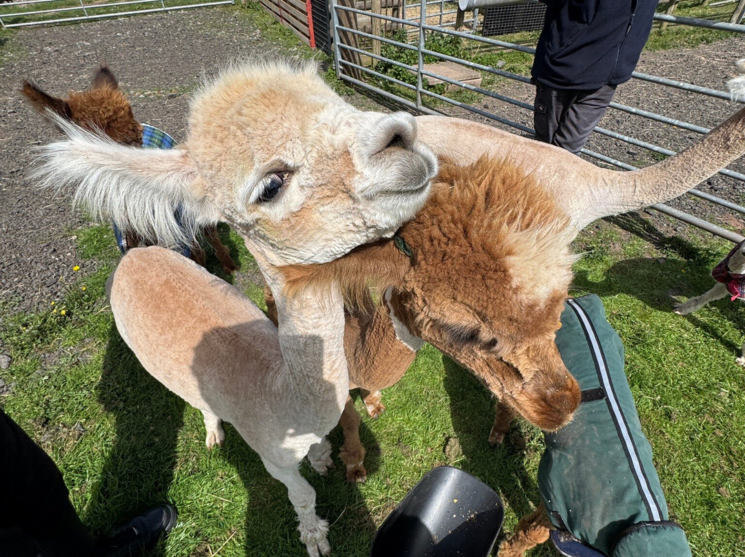 Amazing Alpacas-Earlswood必去景点