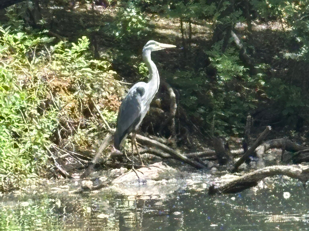 Hollow Ponds Rowing Boat Hire-伦敦必去景点