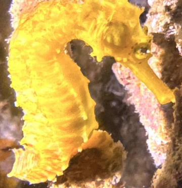 Sea Gypsy Divers-奥南必去景点