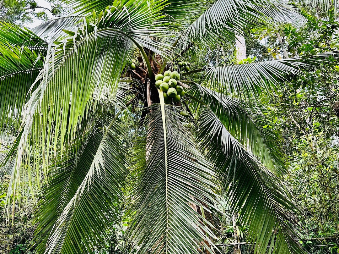 Manzanillo Caribbean Resort主图