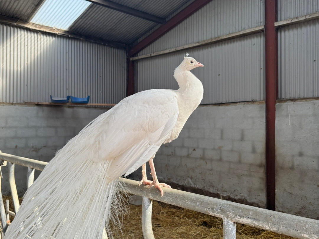 Sandy Feet Farm-Camp必去景点