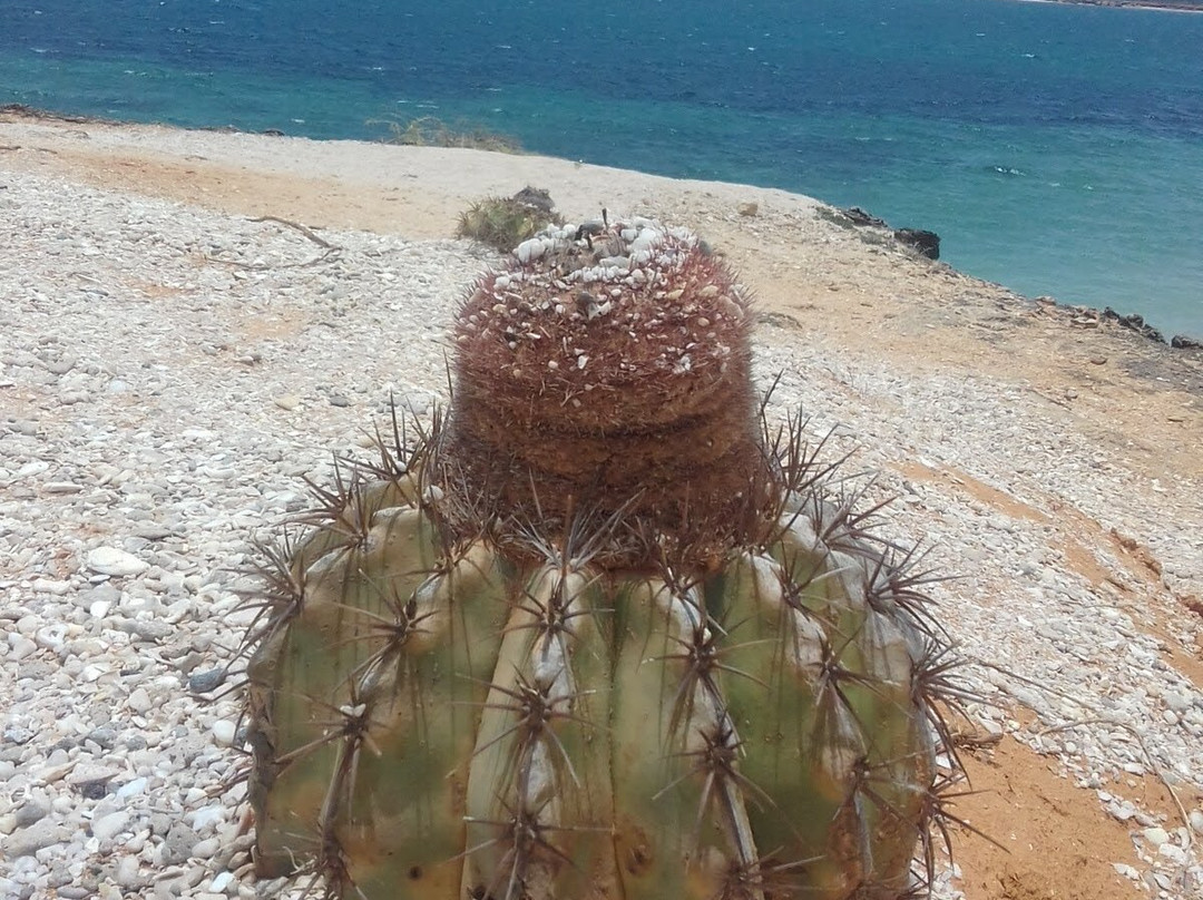 Isla Cubagua景点图片