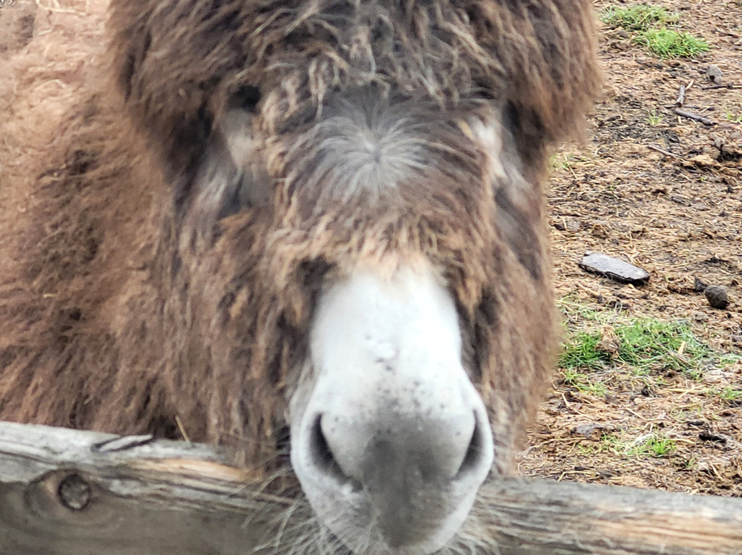 Barnhill Donkeys Retreat Sleagill景点图片