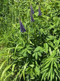 Cannon Mountain-弗朗科尼亚必去景点