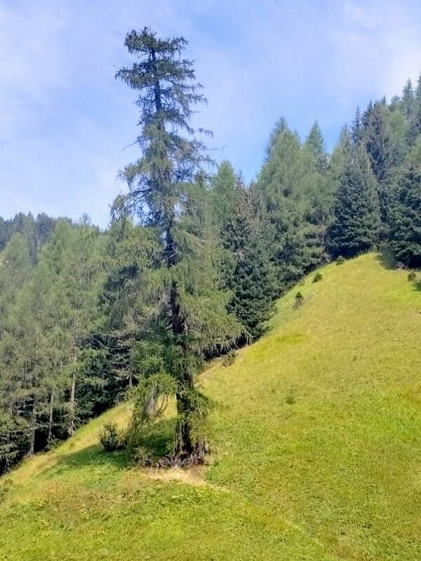Il Larice di La Freina