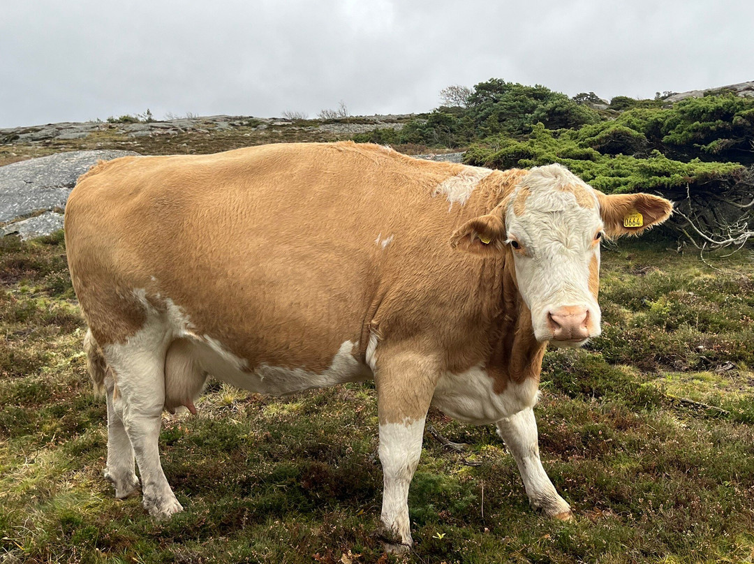 Tjurpannans Naturreservat-格雷贝斯塔必去景点