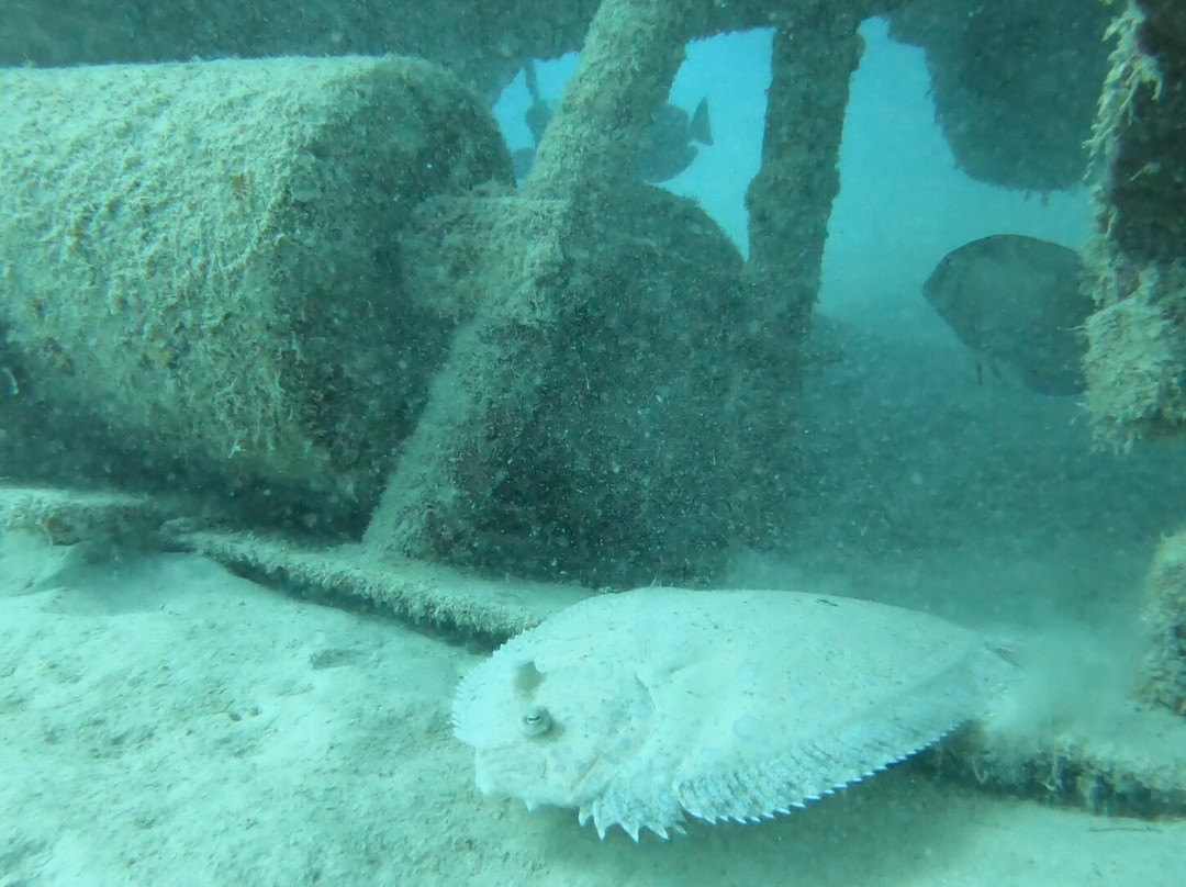 Dive Center Scuba Do-威廉斯塔德必去景点