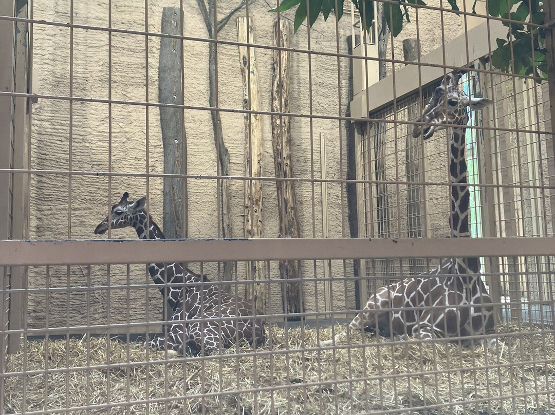 Zoo Karlsruhe-卡尔斯鲁厄必去景点
