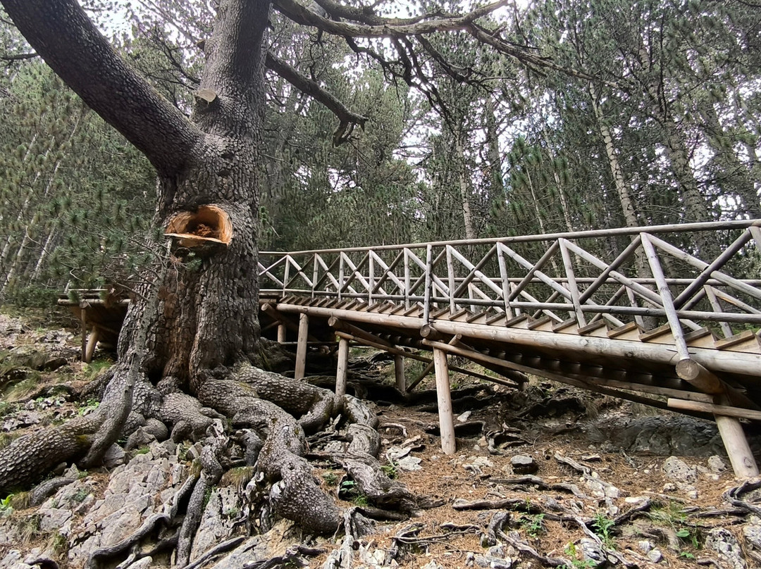 Baikushev's Pine