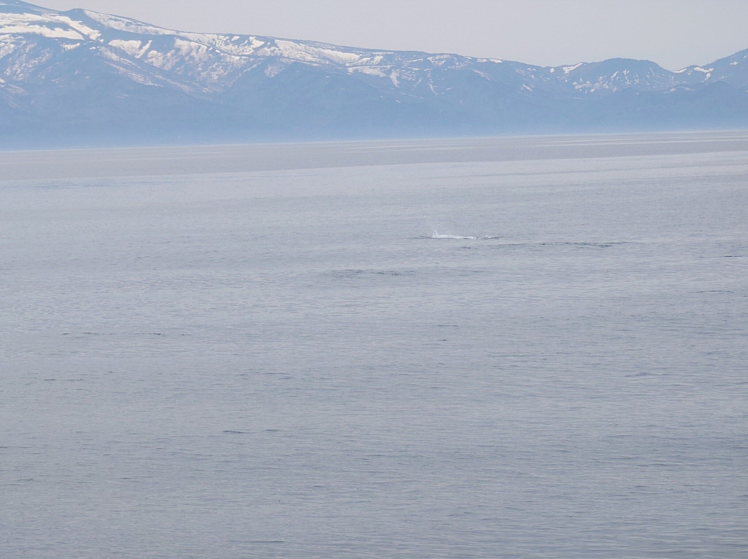 Shiretoko Nature Cruise - Day Tours-罗臼町必去景点