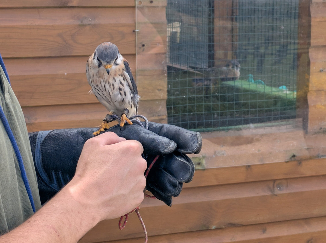 Devon Bird of Prey Centre-牛顿阿伯里必去景点