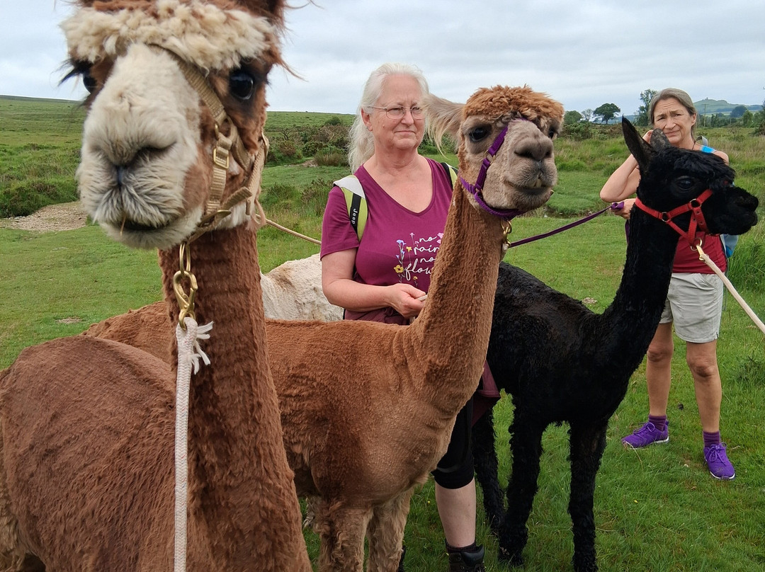 Lydford Gorge Alpacas-Lydford必去景点